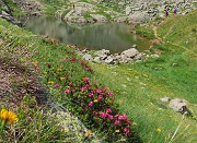 Da Ca San Marco al PASSO-LAGO di VERROBBIO ad anello salendo dall'ALTA VIA MERCATORUM -1lu25  - FOTOGALLERY